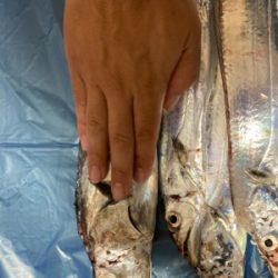 テンヤで太刀魚！