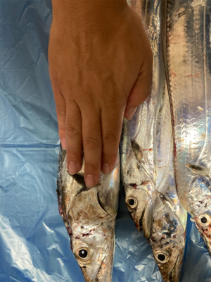 テンヤで太刀魚！