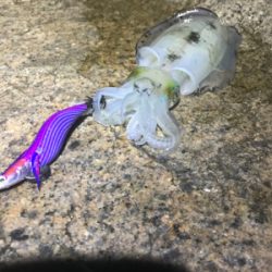 今季初新子調査