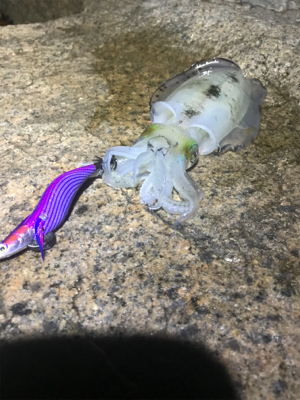 今季初新子調査