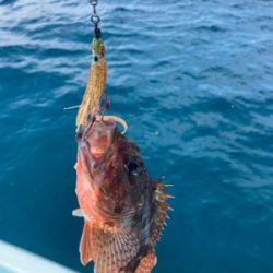 ダイソージグとインチクで五目釣