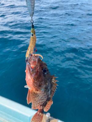ダイソージグとインチクで五目釣