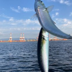 太刀魚は姿消し。今朝も鯖ナブラ無限城。。