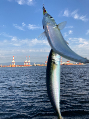 太刀魚は姿消し。今朝も鯖ナブラ無限城。。