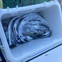 テンヤタチウオ