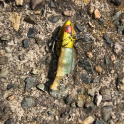 久々のお昼釣行