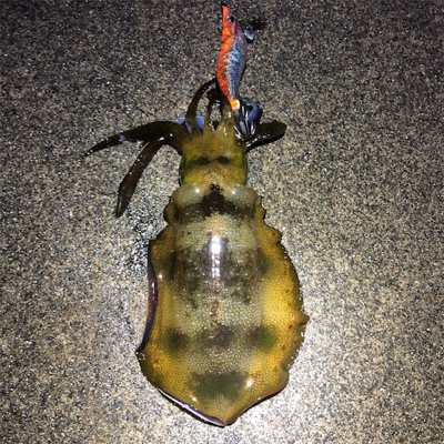 2021 佐渡ヶ島エギング  12回目