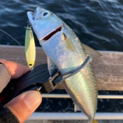 急に悪転。水質悪化し中鯖すら薄く。。