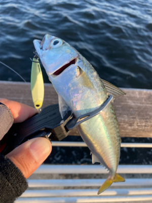 急に悪転。水質悪化し中鯖すら薄く。。