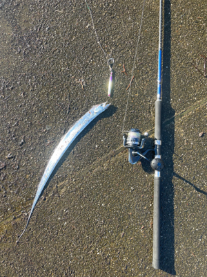 田辺市某漁港にて太刀魚爆釣！