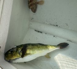 葉山　ボート　スーパーライトジギング