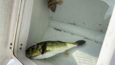 葉山　ボート　スーパーライトジギング