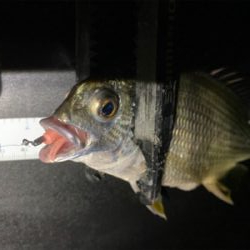 早朝は底までサバ