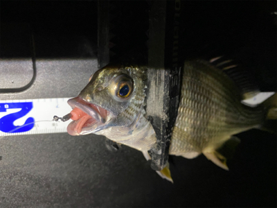 早朝は底までサバ