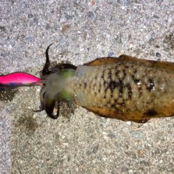 明石でエギング