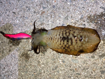 明石でエギング