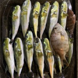 久しぶりの紀北でのボート釣行。