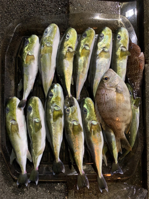 久しぶりの紀北でのボート釣行。