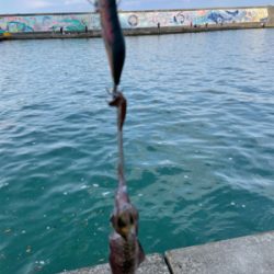 何とか1杯　坊主は免れた