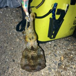 秋イカ釣りは楽しい\(^o^)/