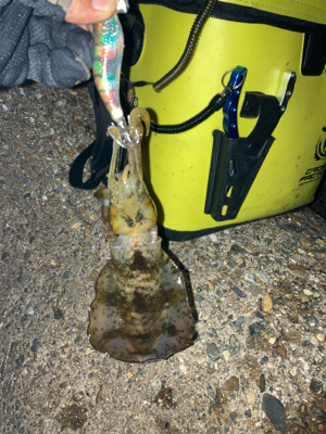 秋イカ釣りは楽しい\(^o^)/