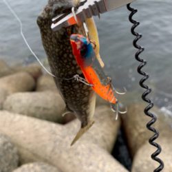 鯖ばかり、時にはフグ。