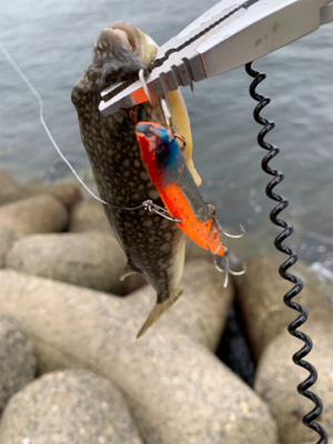 鯖ばかり、時にはフグ。