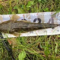 良形マゴチ頂きました!