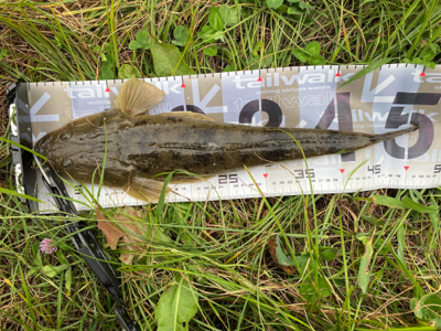 良形マゴチ頂きました!