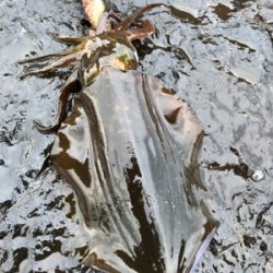 2021 佐渡ヶ島エギング 13回目