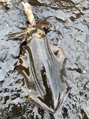 2021 佐渡ヶ島エギング 13回目