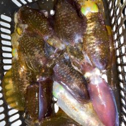 ナイトティップラン