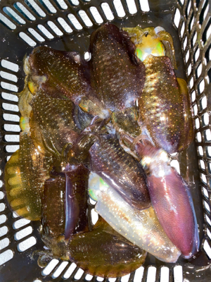 ナイトティップラン