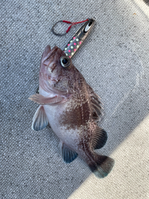 舞鶴沖スローピッチジャーク