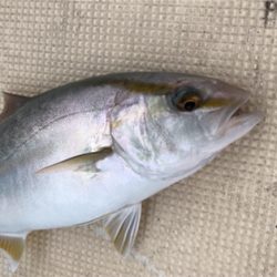 色々釣れました