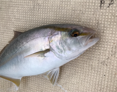 色々釣れました