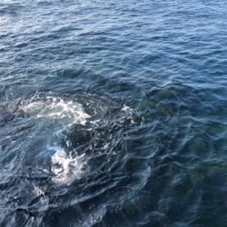 今年初アオリ！