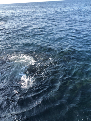 今年初アオリ！