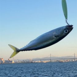 潮質改善されず。朝イチ中鯖少しのみ。。