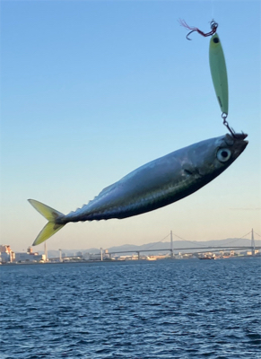 潮質改善されず。朝イチ中鯖少しのみ。。