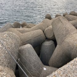 エギのローテでアオリイカGET＼(^o^)／