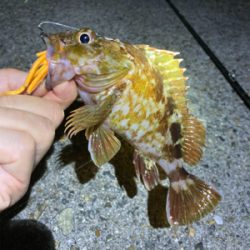 ボトムでガシラゲーム