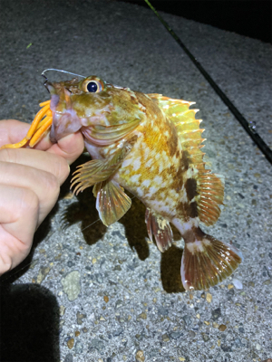 ボトムでガシラゲーム