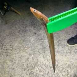 太刀魚は何処へ