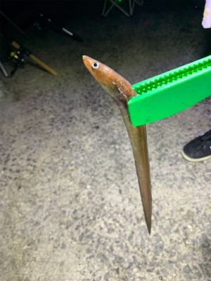 太刀魚は何処へ