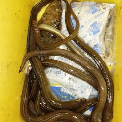 不調のアナゴ釣り