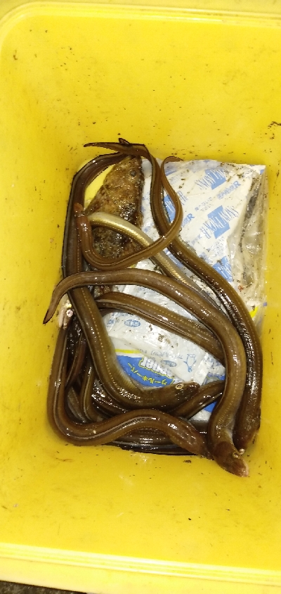 不調のアナゴ釣り