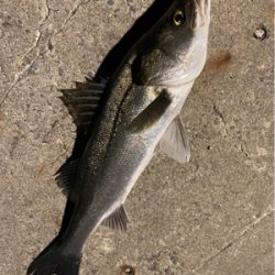 都市型河川パトロール