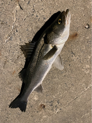 都市型河川パトロール