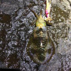 2021 佐渡ヶ島エギング